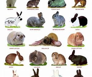 The Rabbit List: Getting Control of Rascally Habits The Rabbit List: Getting Control of Rascally Habits