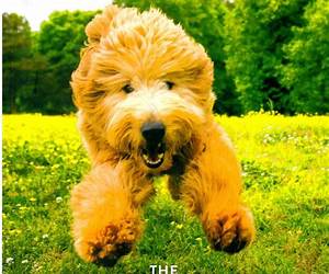 The Secret Language of Dogs: Unlocking the Canine Mind for a Happier Pet The Secret Language of Dogs: Unlocking the Canine Mind for a Happier Pet