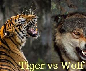 The Tiger and Her Wolves (Tigers of Twisted, Texas, #5) The Tiger and Her Wolves (Tigers of Twisted, Texas, #5)