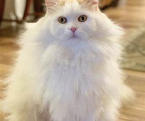 The Very Fluffy Kitty, Papillon (Papillon, #1) The Very Fluffy Kitty, Papillon (Papillon, #1)
