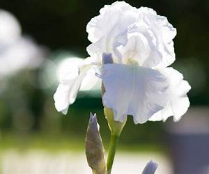 The White Iris (The Harvester #3) The White Iris (The Harvester #3)