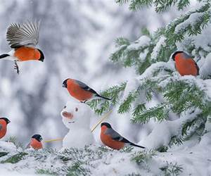 The Winter Bird The Winter Bird
