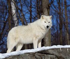 The Winter Wolf