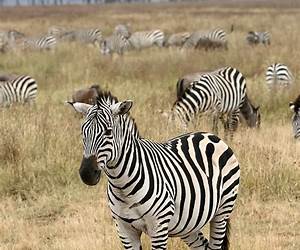 The Zebra (With Apologies to Edgar Allen Poe) The Zebra (With Apologies to Edgar Allen Poe)