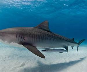 Tiger Sharks (Sharks) Tiger Sharks (Sharks)