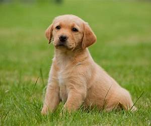 Un perro Un perro