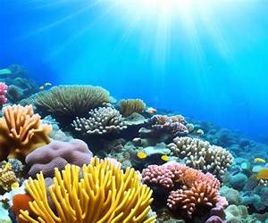 Under the Sea (Read, Search and Find) Under the Sea (Read, Search and Find)