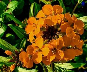 Wallflower Blooming