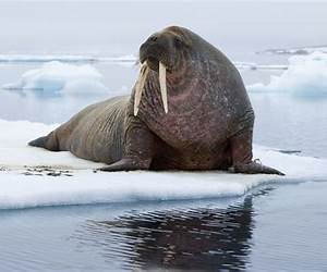 Walrus: Children Book of Fun Facts \u0026 Amazing Photos on Animals in NatureA Wonderful Walrus Book for Kids aged 3-7 Walrus: Children Book of Fun Facts \u0026 Amazing Photos on Animals in NatureA Wonderful Walrus Book for Kids aged 3-7