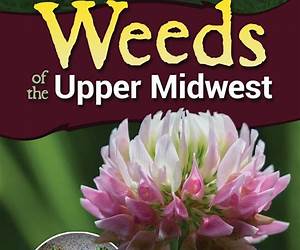 Weeds of the Upper Midwest