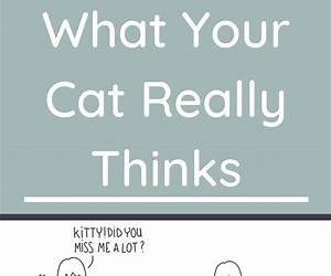 What Your Cat Really Thinks What Your Cat Really Thinks