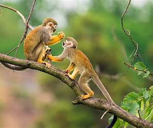 Where Birds and Monkeys Play