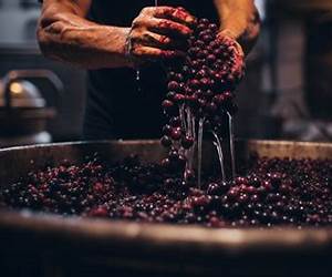 Wine Making: The Ultimate Guide To Making Delicious Organic Wine At HomeIncludes 17 Cheap and Easy Homemade Wine Recipes! (Homemade Wine, Wine Recipes, Wine Books) Wine Making: The Ultimate Guide To Making Delicious Organic Wine At HomeIncludes 17 Cheap and Easy Homemade Wine Recipes! (Homemade Wine, Wine Recipes, Wine Books)