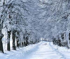Winter Wonders (Cupcake Cousins #3)