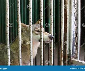 Wolf's Cage (The House of Sirius #2) Wolf's Cage (The House of Sirius #2)
