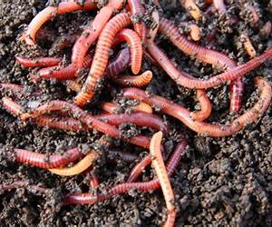Worm Watching: And Other Wonderful Ways to Teach Children to Pray