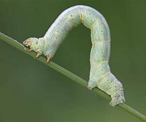 nchworm by Maria Morisot nchworm by Maria Morisot